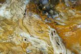 Colorful, Hubbard Basin Petrified Wood Slab #124230-1